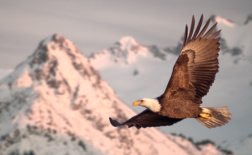 Krafttiere und die Tierkommunikation