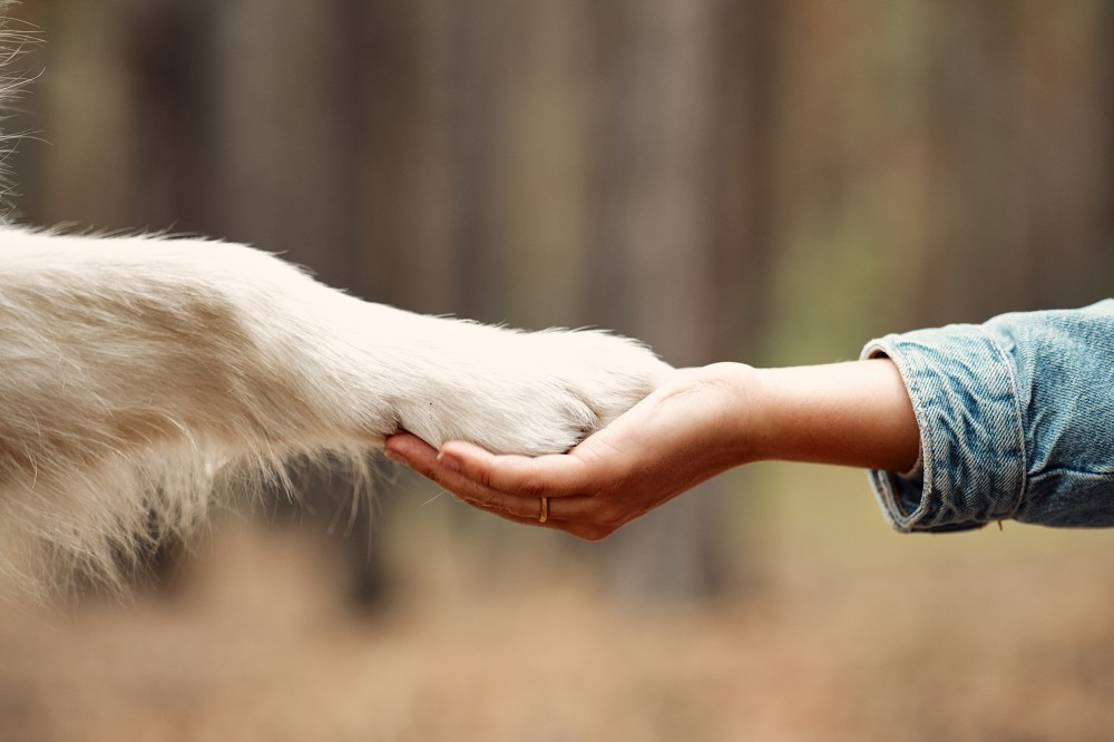 Tierkommunikation: Die Rolle von Emotionen und Intuition
